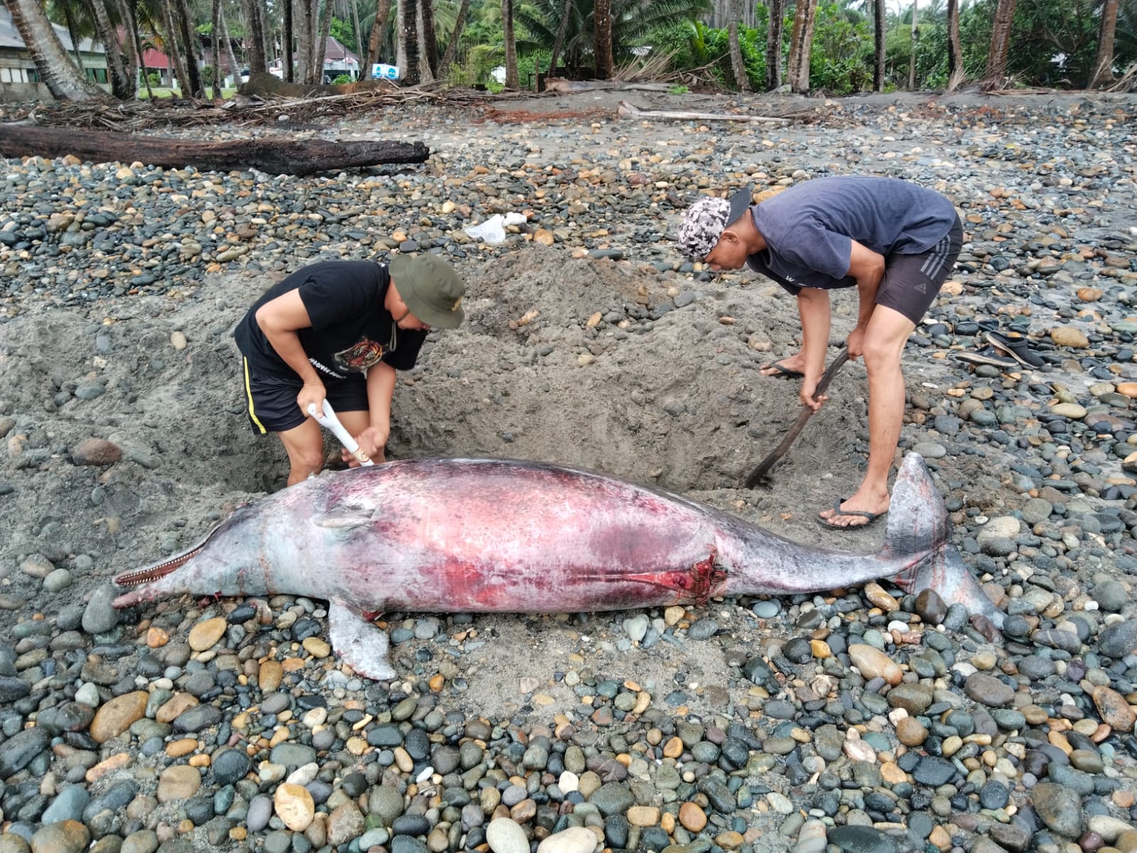 Lumba-lumba yang Terdampar di Pantai Air Punggur Mukomuko Dikubur 