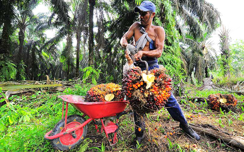 Harga TBS Murah di Bengkulu Itu Lantaran Infrastruktur Banyak Rusak