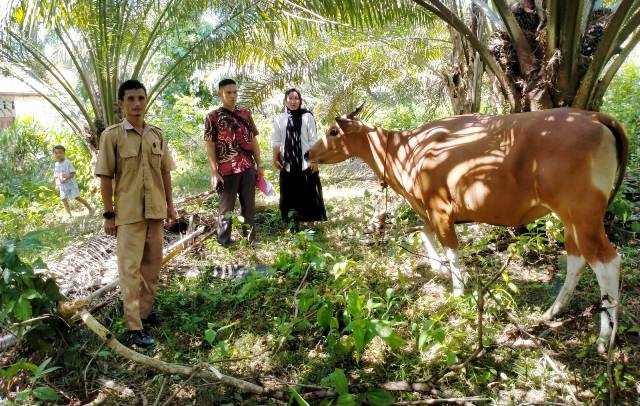 Kades Tanjung Kemenyan Cari 11 Ekor Sapi untuk Program Ketahanan Pangan