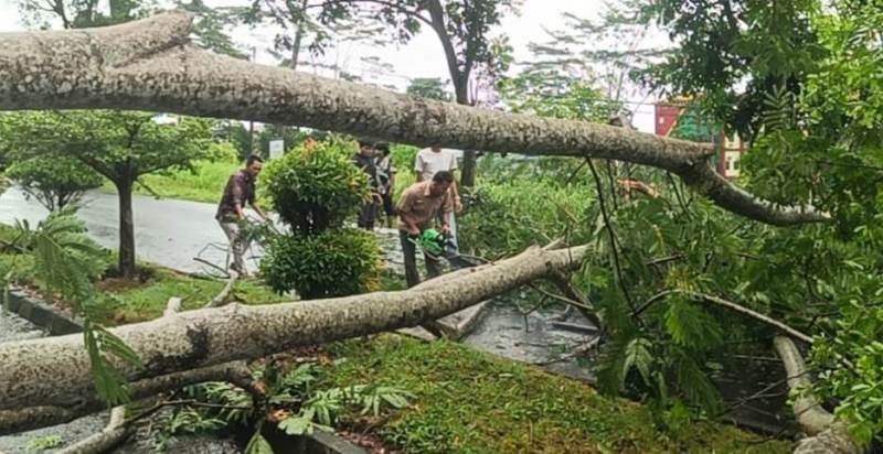 Pohon Tumbang di Kawasan Perkantoran Bupati Seluma  Nyaris Timpa Pengendara