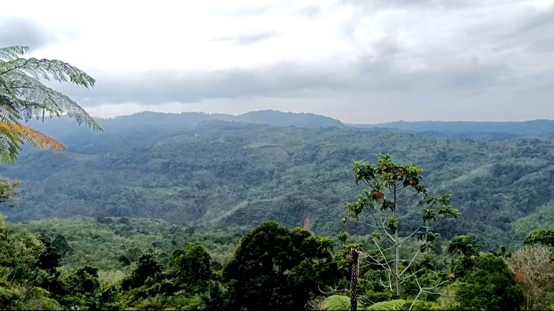 Tambang Emas Bukit Sanggul Dukung Perekonomian Provinsi Bengkulu