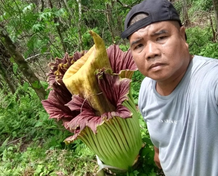 Heboh Banget, Warga Padang Siring   Temukan Bunga Bangkai Raksasa Sedang Mekar