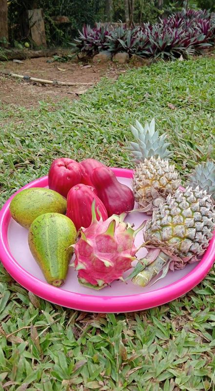 Nikmatnya Berkah Ramadan: Takjil Segar dari Kebun Sendiri