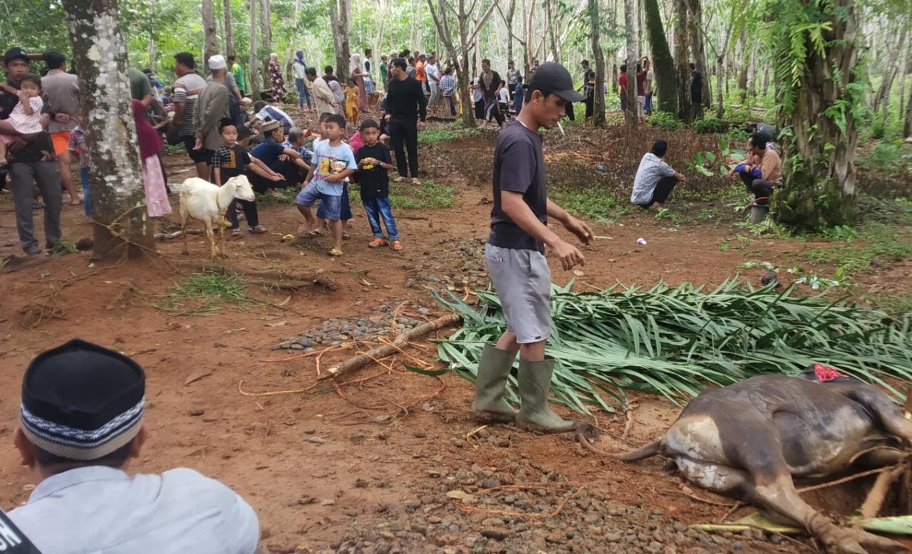 Bersyukur, Desa Air Lakok Potong 5 Ekor Hewan Kurban