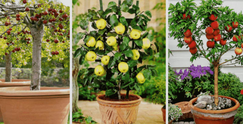 Ini Tujuh  Tanaman  yang Cepat Berbuah dalam Pot 