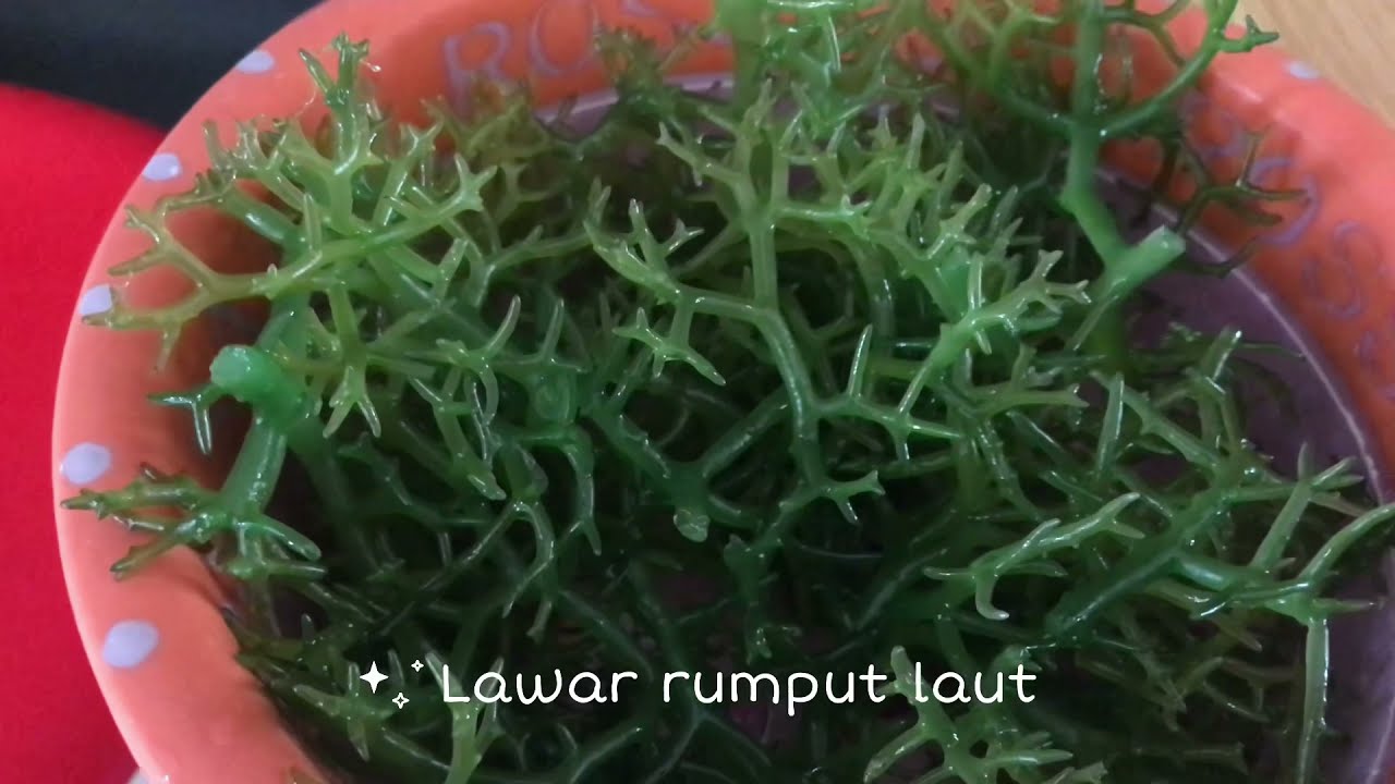 Mencoba Lawar Rumput Laut: Kuliner Khas Bali yang Menawarkan Sensasi Rasa Unik dan Teksturnya Kenyal menjadi F