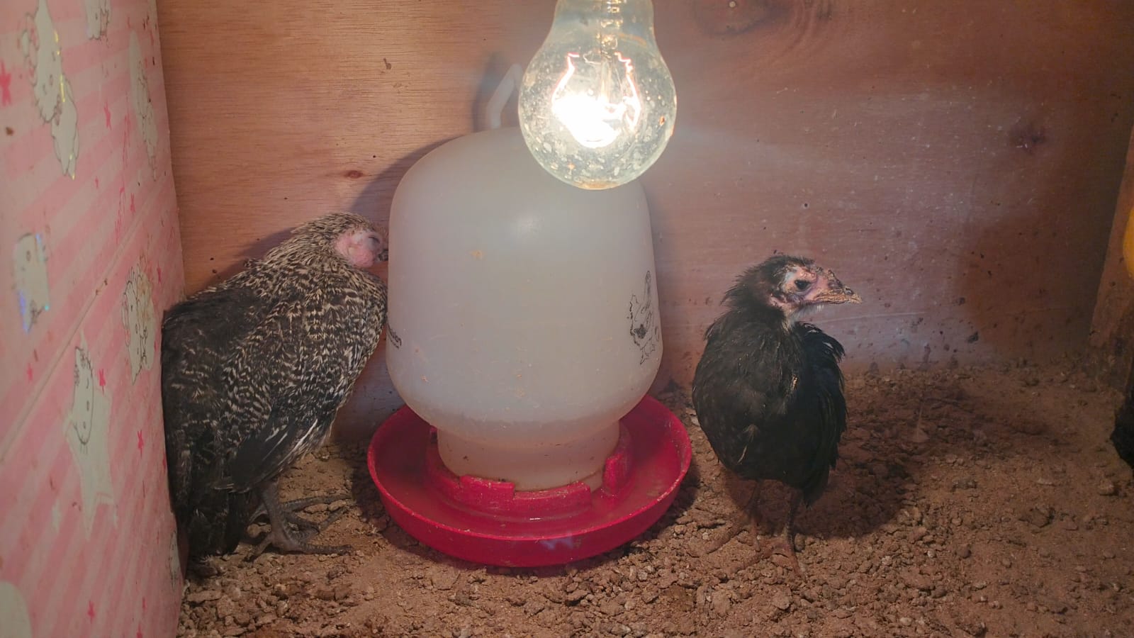 Peternak Ayam Rugi Jutaan Akibat Cuaca Tidak Menentu, Menyesal Tidak Beri Jamu Kuteja 