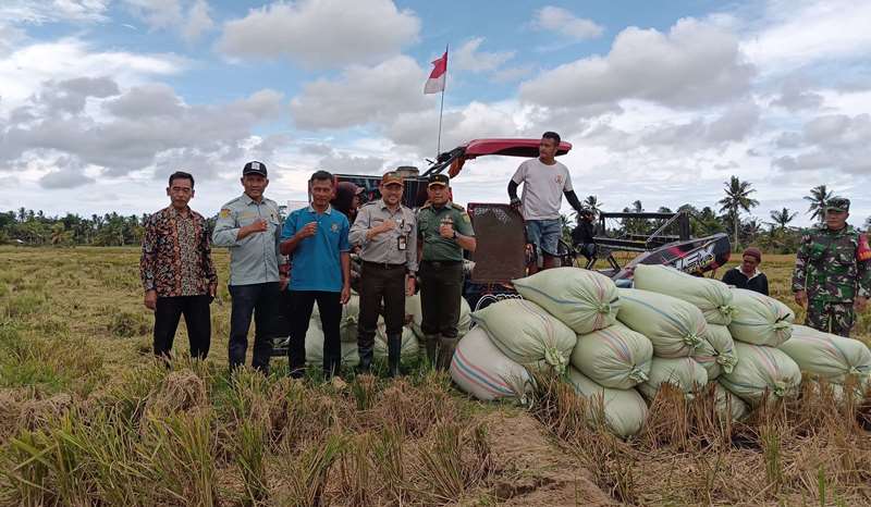 Hasil Panen Benih Padi Inpari 32 di Seginim Bagus Sekali, Bisa Wujudkan Ketahanan Pangan