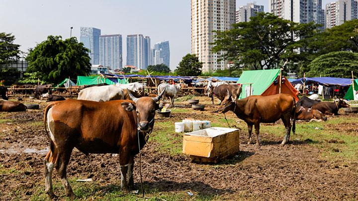 20 Sapi Kurban Idul Adha Tahun 2024 Didapat dari Hasil Sumbangan ASN Kanwil Kemenag Provinsi Bengkulu