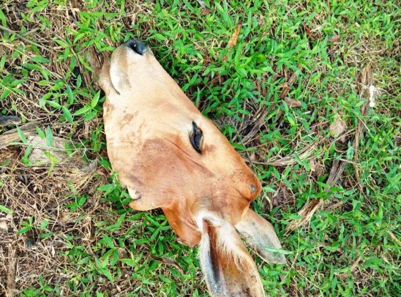 Warga Temukan Kepala Sapi di Muara Jaya, Diduga Kelakuan Pencurian Ternak