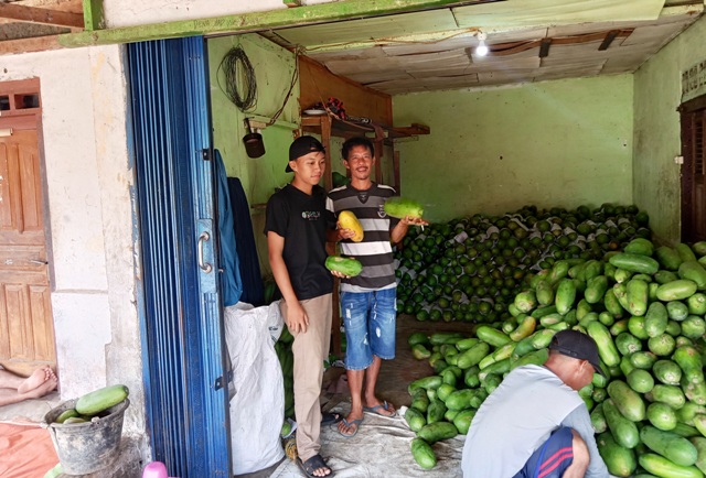 Pedagang Buah Pepaya Asal Kepahiang Sukses Bisnis hingga ke  Jawa