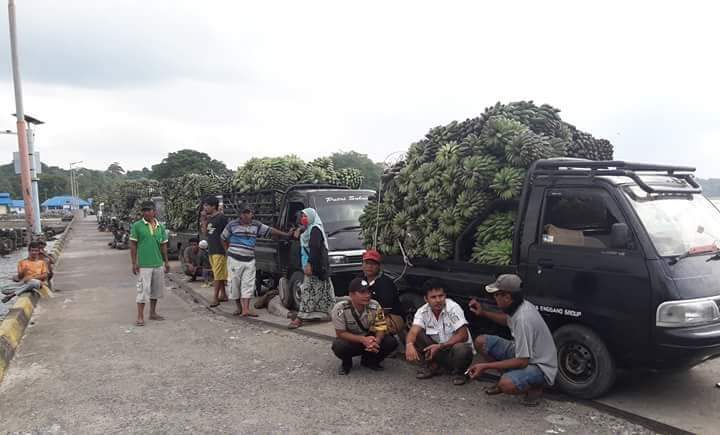 Pengiriman 8 Ton Pisang Enggano Tertunda Akibat Cuaca Buruk di Bengkulu, tansportasi ke Enggano Terganggu 