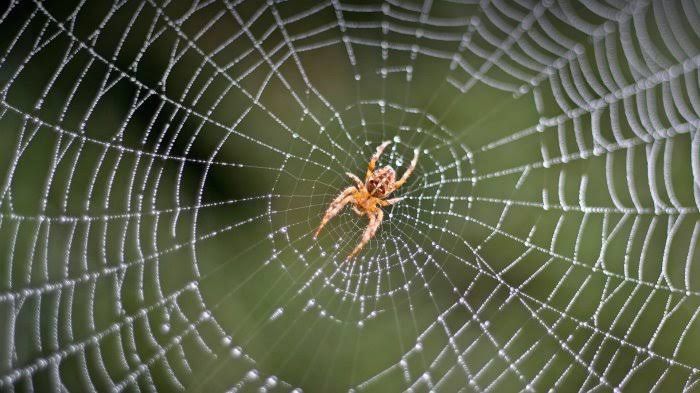 6 Cara Mengurangi Laba-Laba di Rumah Secara Alami, Nomor 1 Paling Ampuh 