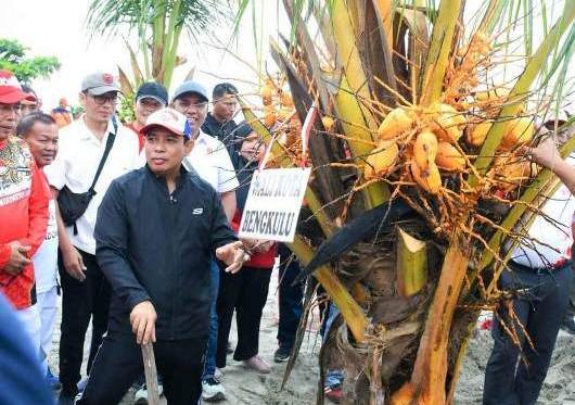 Walikota Bengkulu dan Kapolda Tanam   Pohon Kelapa di Pantai Panjang 