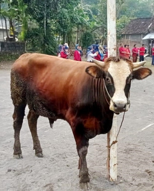 Untuk Diketahui, Ini  Kategori Hewan  yang Tidak Sah Dikurbankan