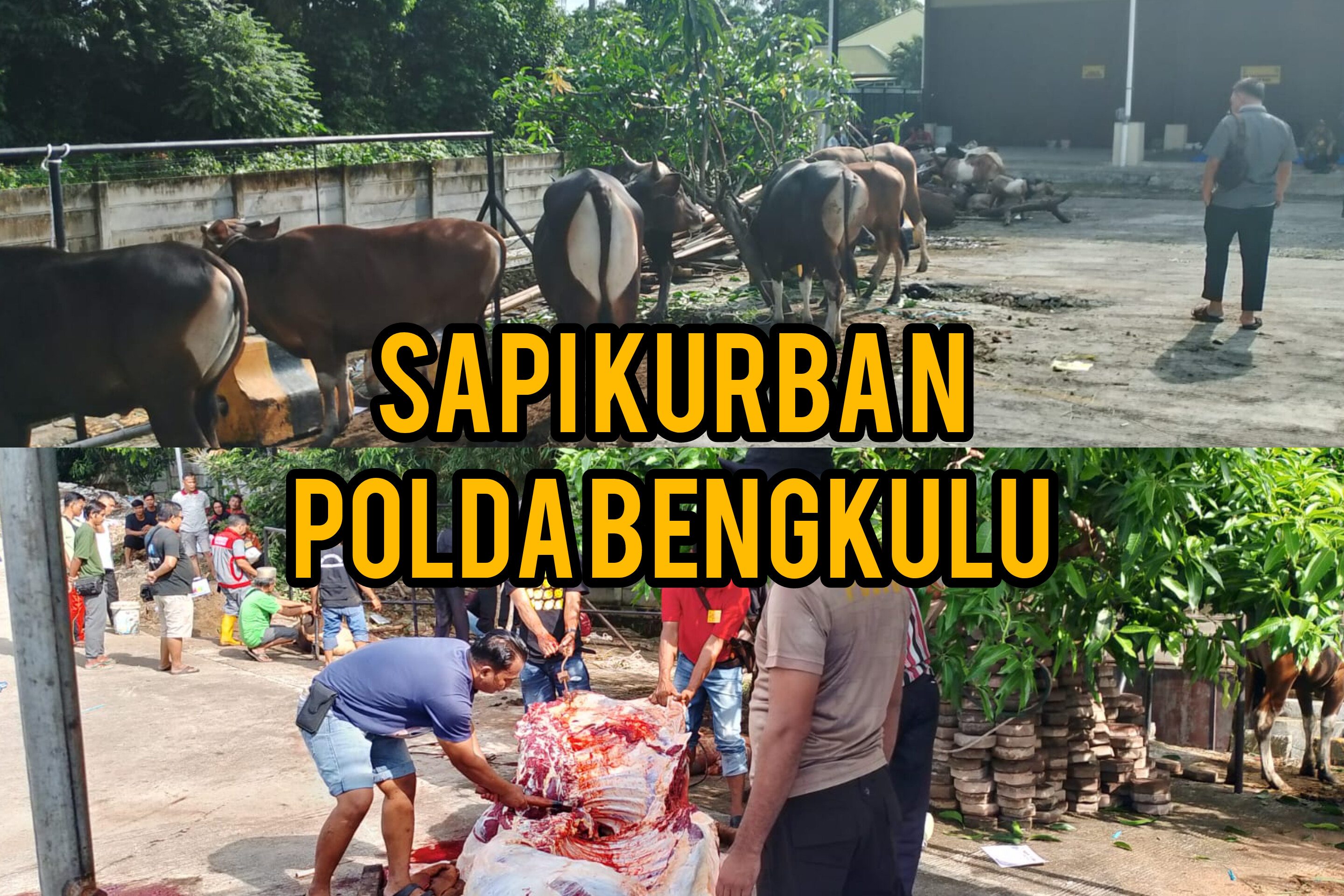 35 Hewan Kurban Disembelih Polda Bengkulu pada Hari Raya Idul Adha, Dagingnya Dibagikan ke Masyarakat 