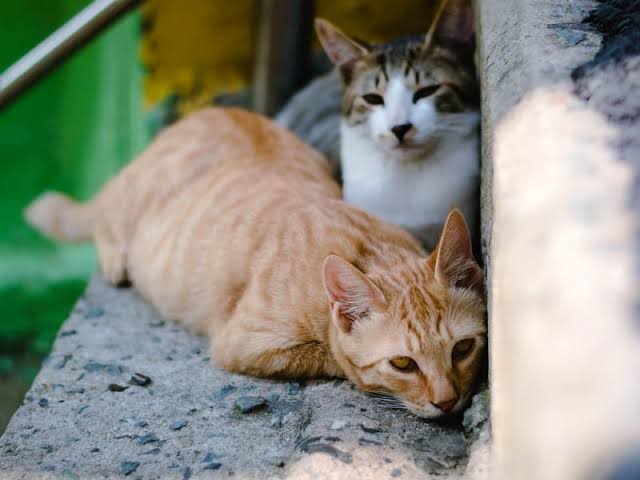 5 Manfaat Adopsi Kucing Terlantar dan Cara Berkontribusi dalam Upaya Menyelamatkan Kucing Jalanan