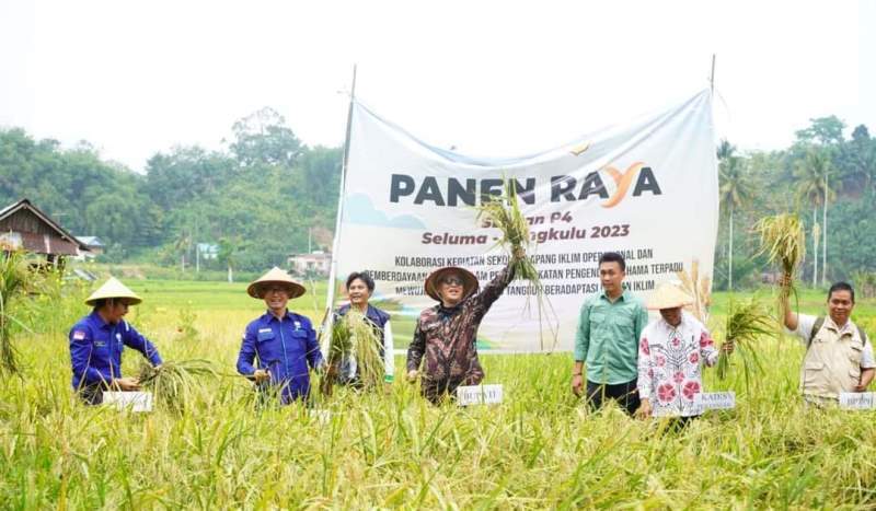  Panen Raya Padi,  Hasil Rata-Rata 6 Ton 1 Hektare, Pemkab Seluma  Apresiasi Sekolah Lapang Iklim, Lanjutkan!