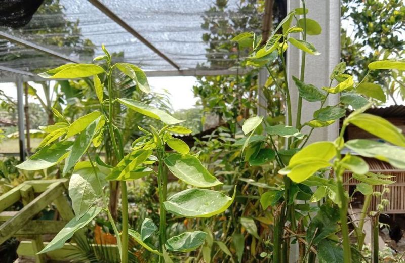 Ini Dia  Manfaat Sayur Daun Katuk Untuk Kesehatan