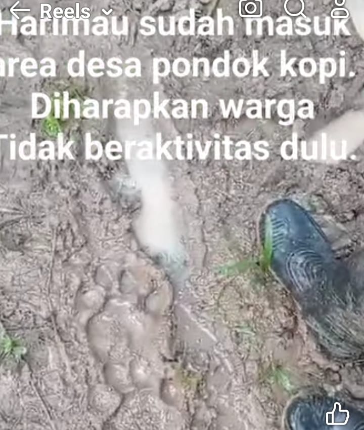 Jejak Harimau Mengarah ke Danau Nibung, Sudah Tiba di Wilayah Pondok Kopi 