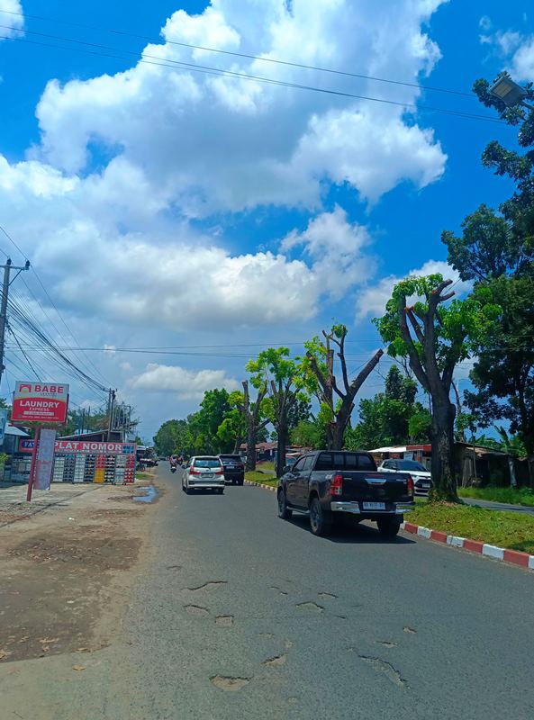 Pohon di Jalan Bakti Husada Dipangkas, Jalanan Bengkulu Kini Terlihat Lebih Rapi dan Terang