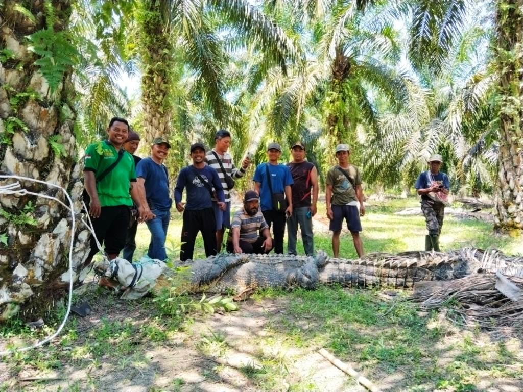 Seekor Buaya Besar di Mukomuko Mengamuk Hingga Pecahkan Kaca Mobil Kepolisian 