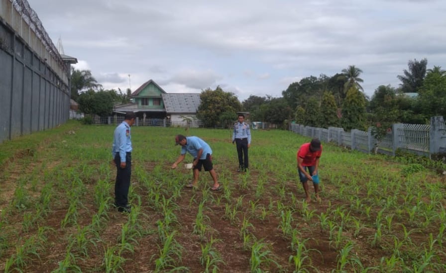 WBP Lapas Arga Makmur   Pupuk Jagung  SAE Pertanian 