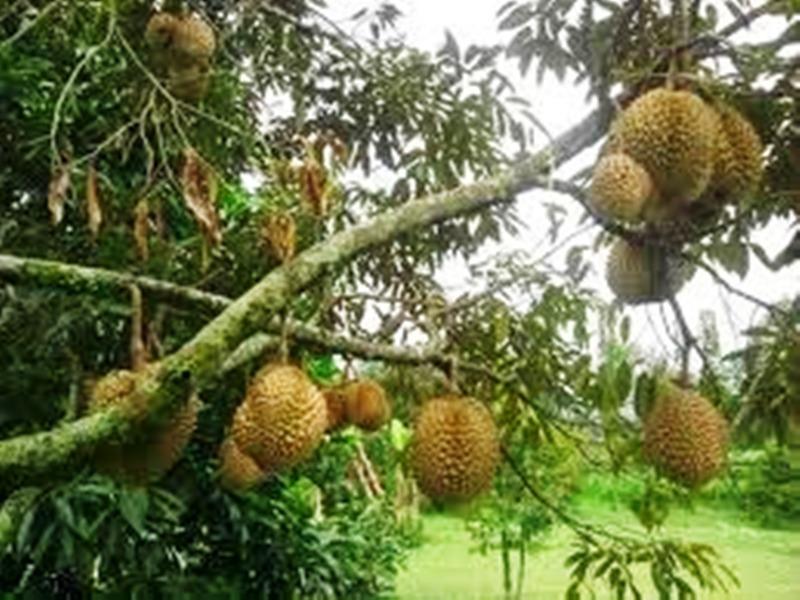 Warga Minta Ada Program Pengembangan Kawasan Durian