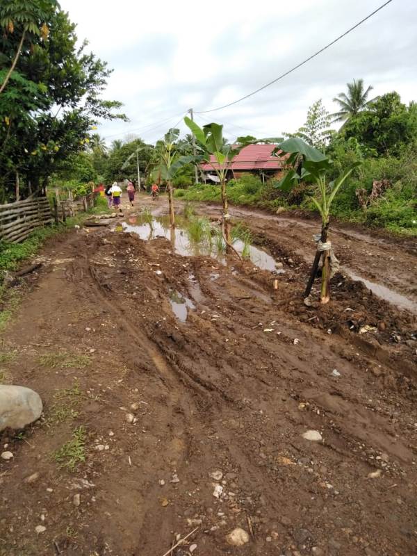 Warga Talang Buai Mukomuko  Tanam   Pisang di Jalan Lingkungan