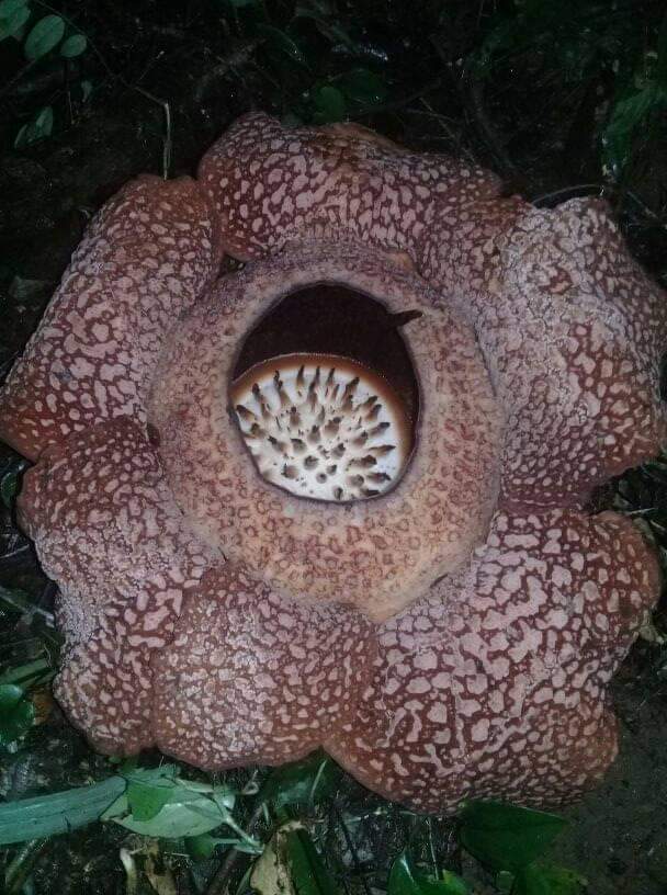 Bunga Rafflesia Kelopak 6 Mekar di Benteng