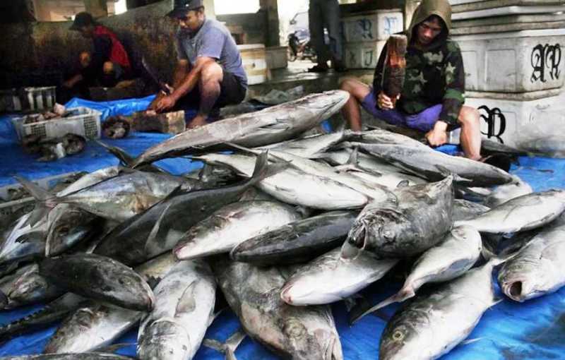 Ikan Tuna Belum Digarap Optimal, Ini Masalahnya