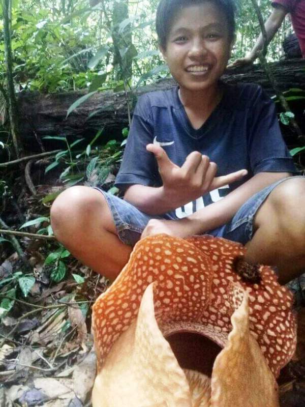 Hingga Awal Februari, Bunga Rafflesia Sudah 7 Kali Mekar di Benteng