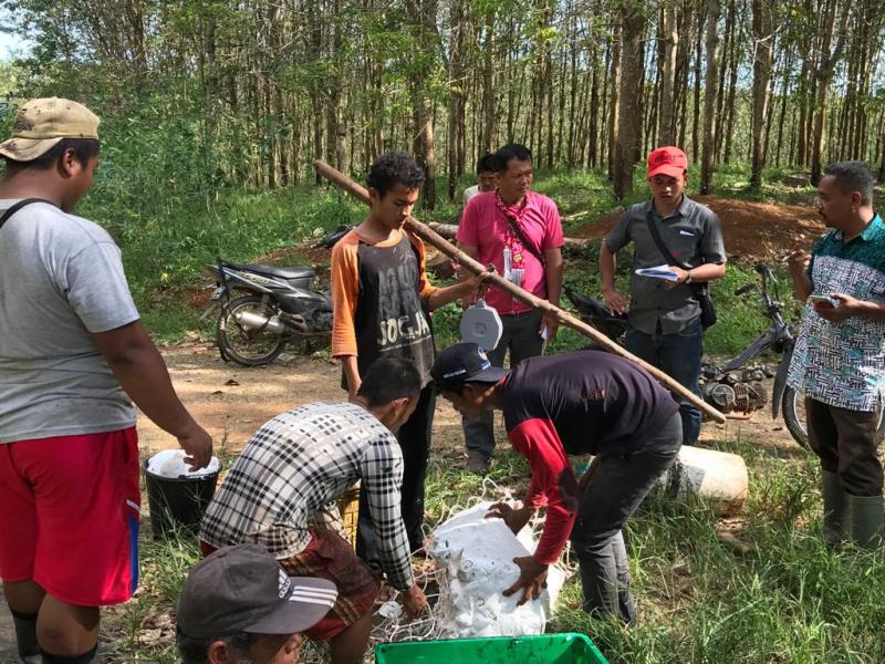 Dampak Covid-19, Harga Getah Karet Terjun Bebas