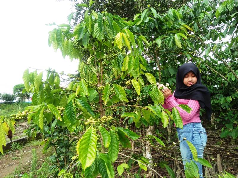 Hama Jamur Ganggu Petani Kopi, Pemerintah Harus Turun Tangan