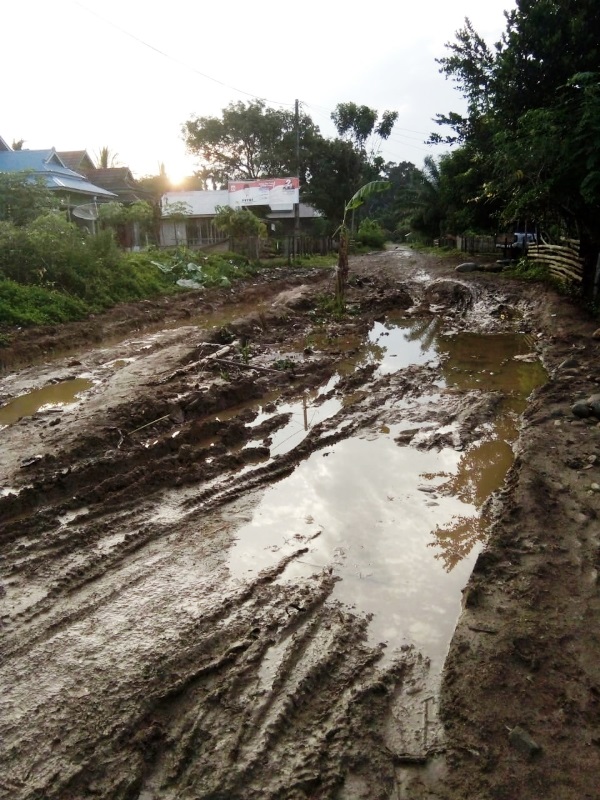 Jalan Poros Talang Buai  Semakin Parah, Pisang yang Ditanam Warga Sempat Berbuah