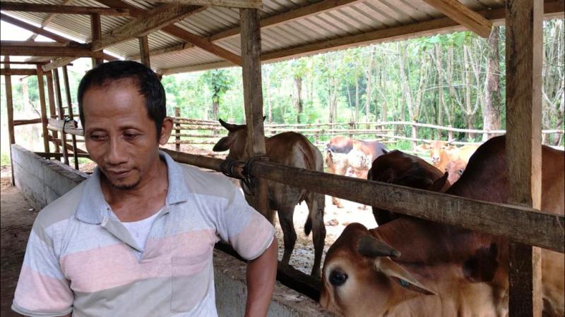 Kisah Peternak Sapi Sukses di KDI, Kuliahkan Anak dengan Hasil dari Kotoran Sapi