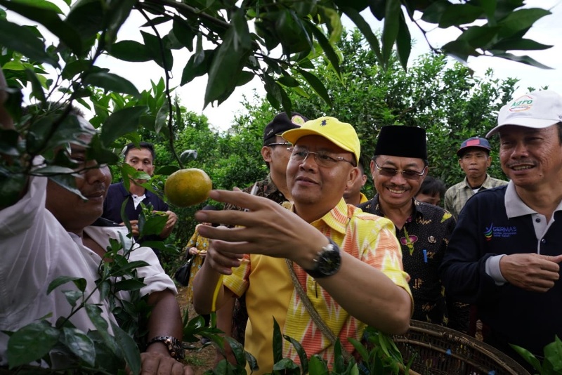 Gubernur Bengkulu Dorong Ekspor  Jeruk Gerga