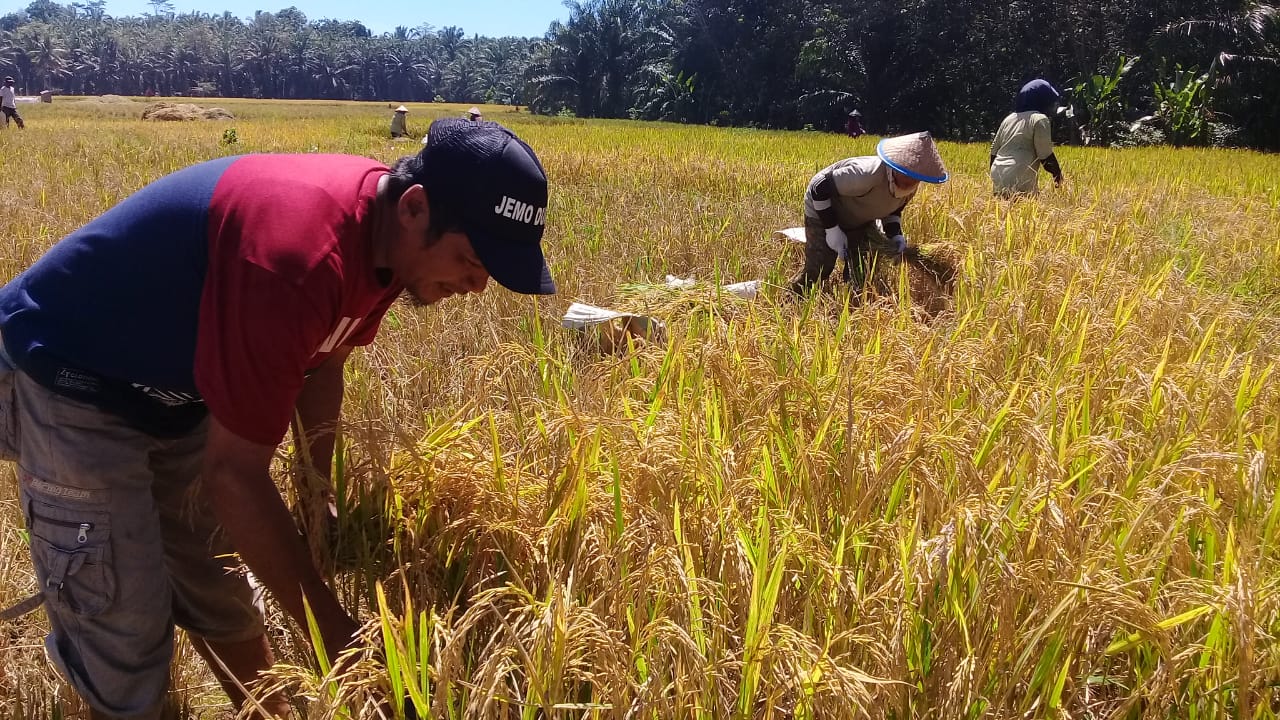 Musim Panen, Petanidi Seluma Mengeluh