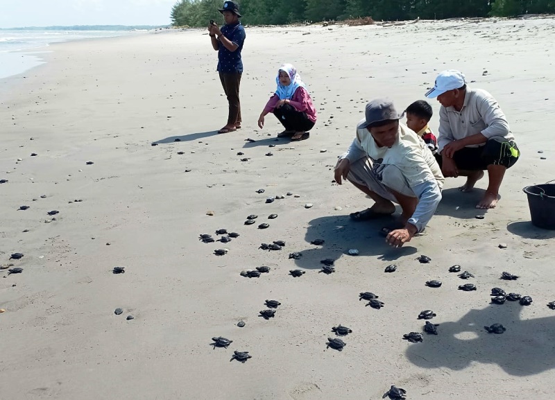 “Ngabuburit” Sembari Lepas Liarkan 100 Ekor Tukik ke Laut