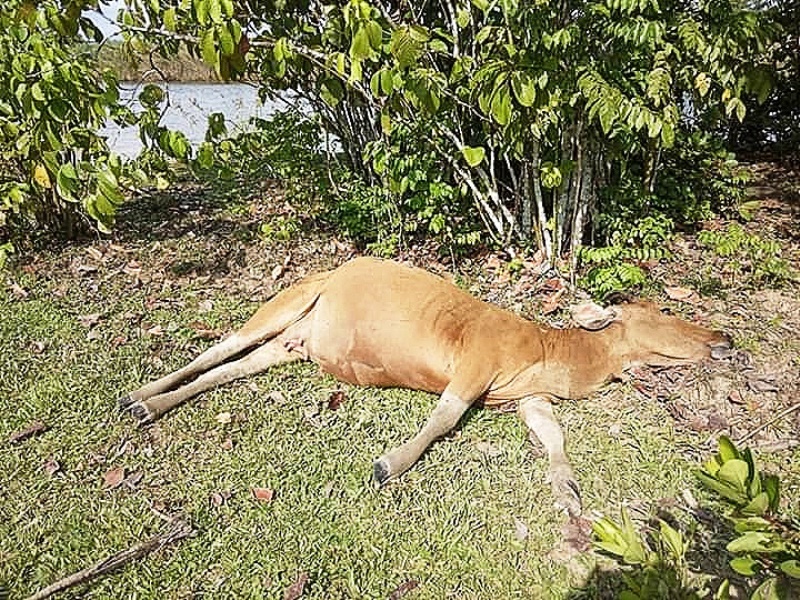 Distan Selidiki Kematian Sapi di Kota Mukomuko