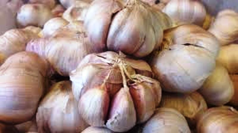 1 Kg Bawang Putih Seharga 115 Kg Sawit, Ini yang Akan Dilakukan Disperindag