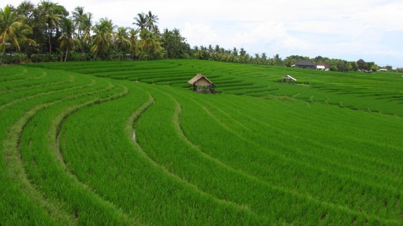 Nyaris Separuh Lahan Sawah di Mukomuko “Menghilang”