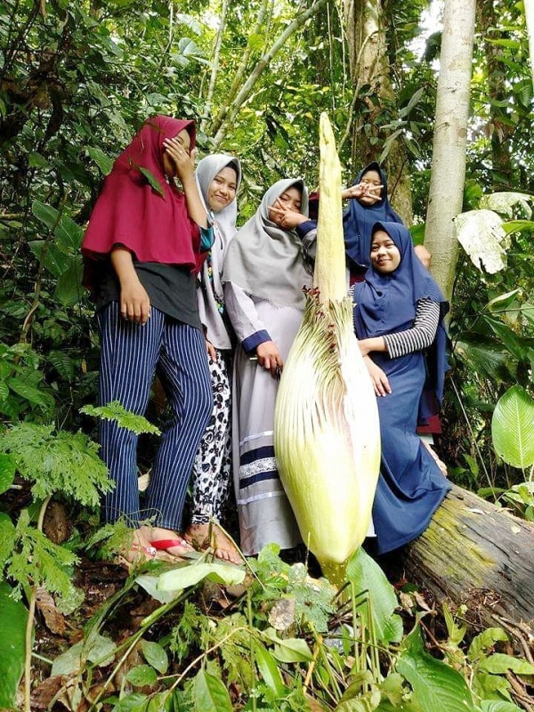 Bunga Bangkai Raksasa Ikut Meriahkan Lebaran di Mukomuko