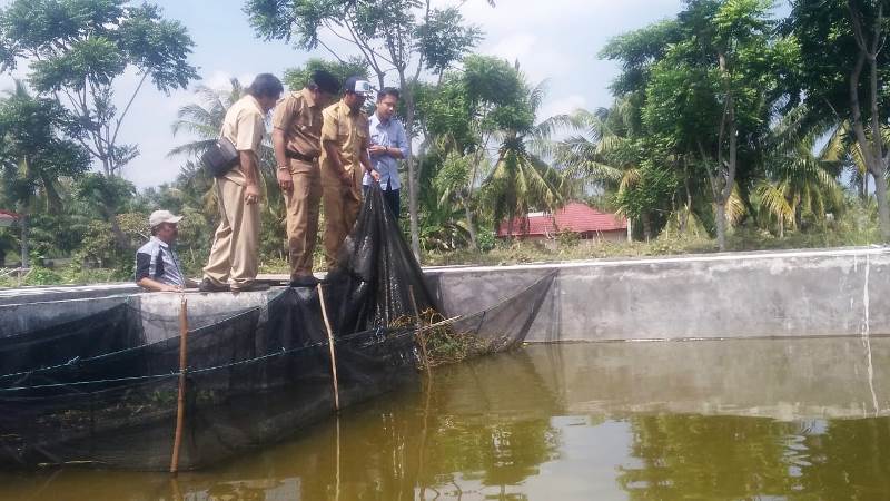 Kepala DKP Kota Syafriandi beserta jajaran saat meninjau salah satu kolam pembenihan ikan.