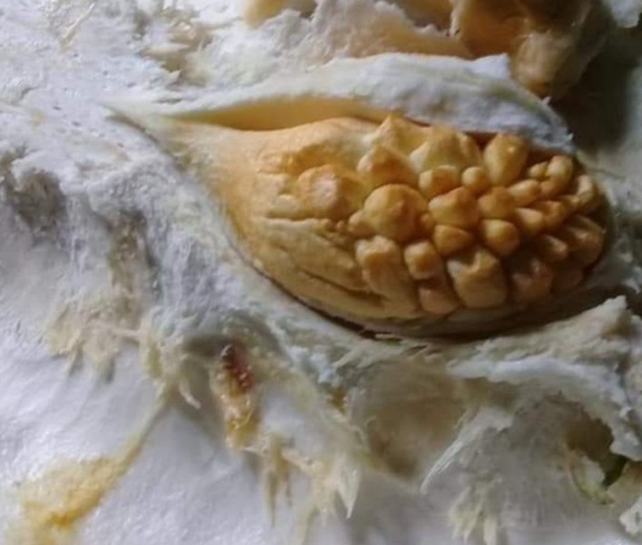 Unik, Ada Durian Dalam Durian di Kalai Duai