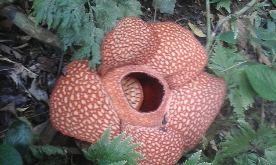 Rafflesia Arnoldi Mekar Sempurna di Bukit Daun Bengkulu Tengah