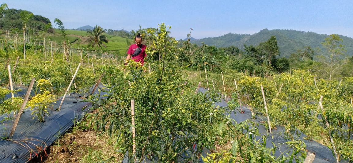 Petani Cabai Panen Puluhan Juta di Kepahiang