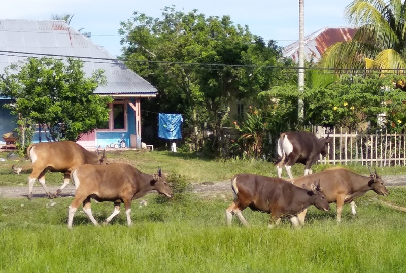 Hewan Ternak Mukomuko untuk Kurban Dinyatakan Sehat