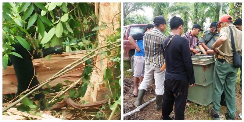 Petugas BKSDA Selamatkan Beruang Madu