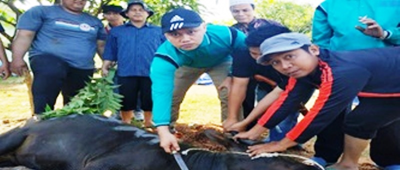 Kemenag Benteng Kurban 15 Ekor Sapi & 5 Kambing